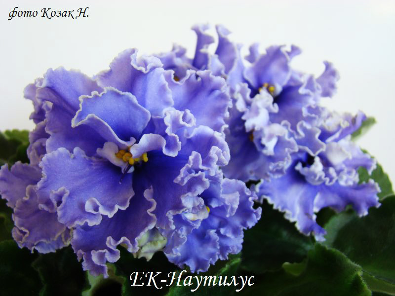 DSC04420.jpg