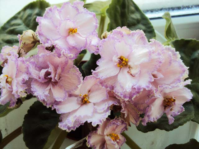 DSC04566.JPG