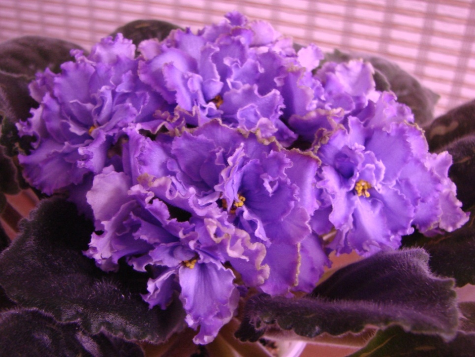 DSC05882.JPG