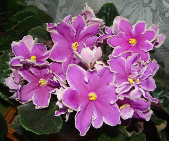 DSC06327.JPG