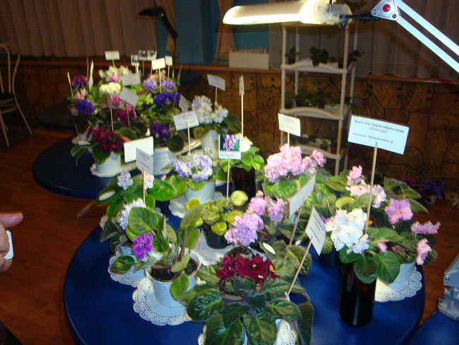DSC06807.jpg