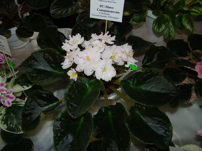 DSC07735.JPG