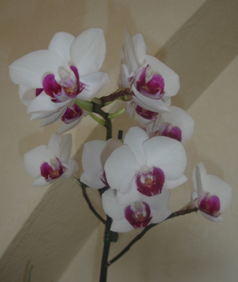 DSC08227.JPG