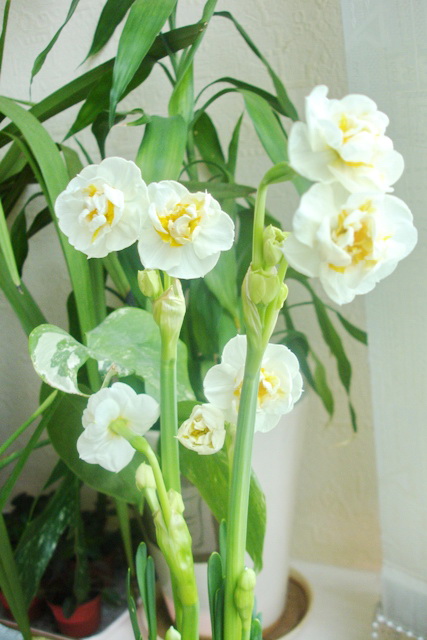 DSC08259.JPG