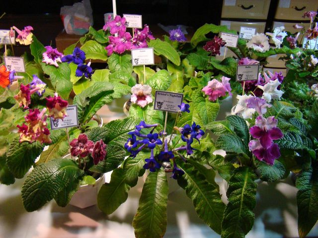 DSC08408.JPG