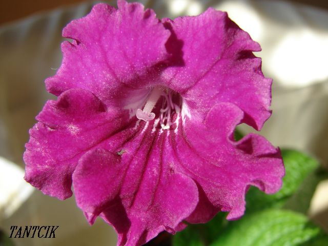 DSC08763.JPG