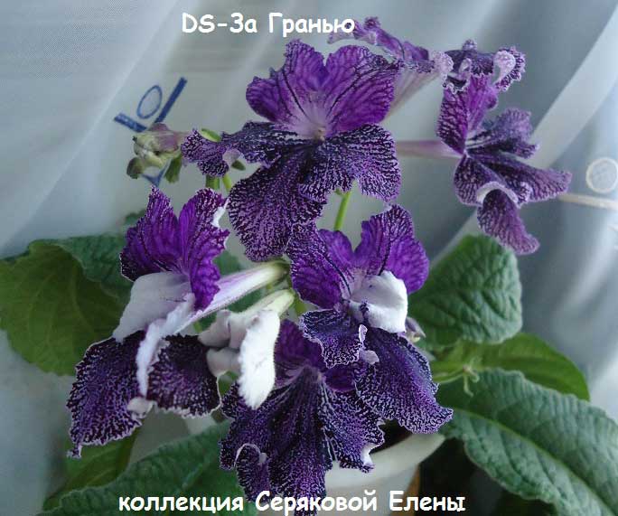 стрептокарпус за гранью фото онлайн стрептокарпус за гранью фото