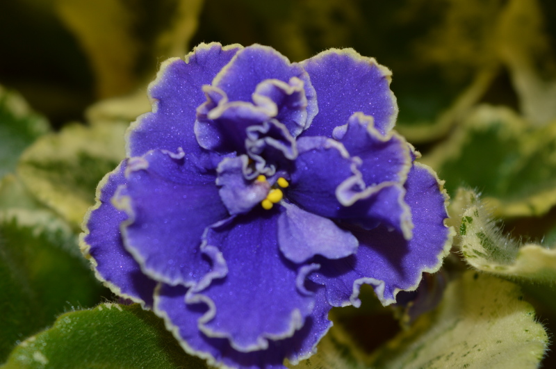 DSC_0010.JPG