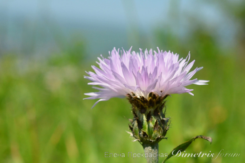 DSC_0088а.jpg