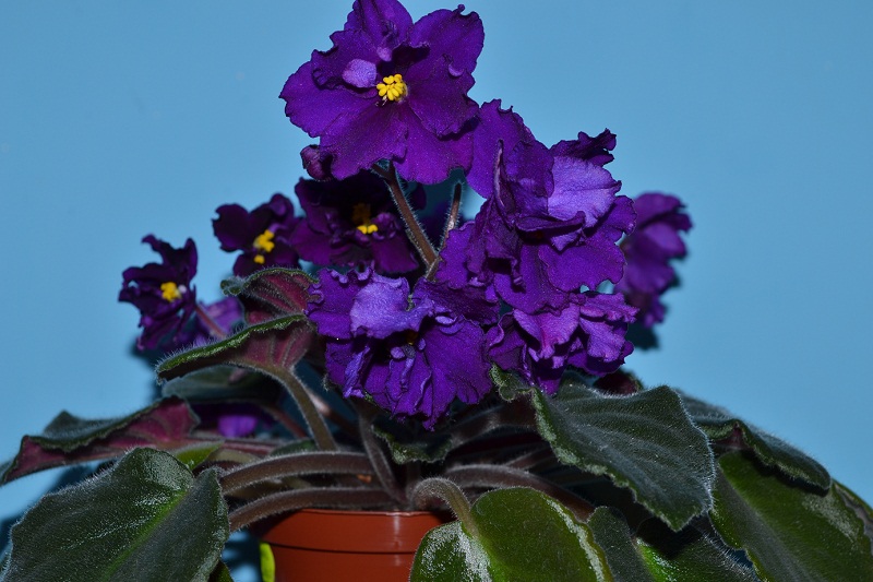 DSC_0582.JPG