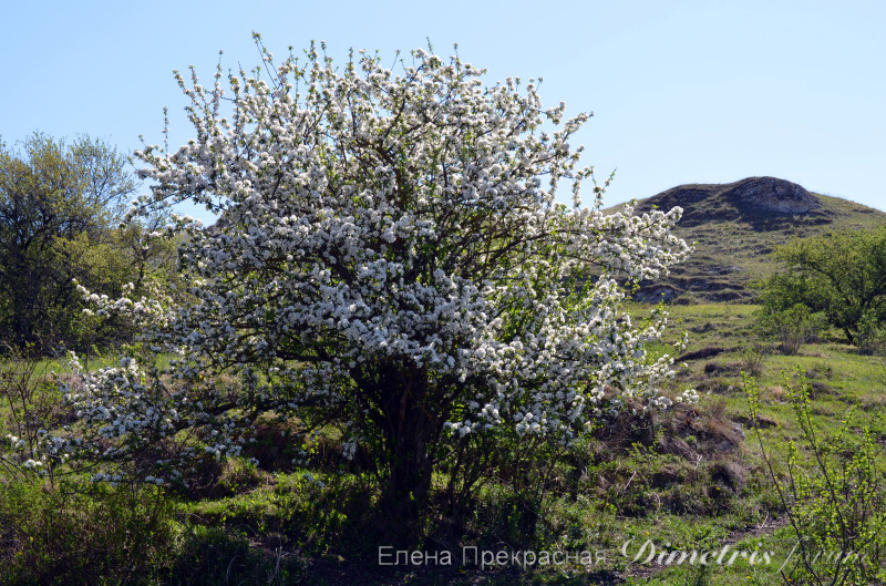DSC_0843а.jpg