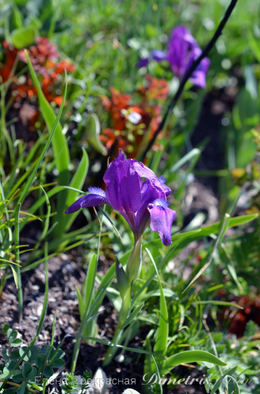DSC_0951а.jpg