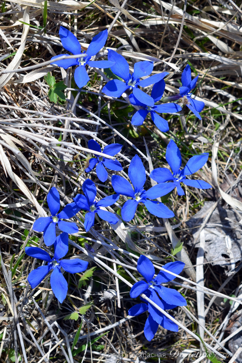 DSC_1003а.jpg