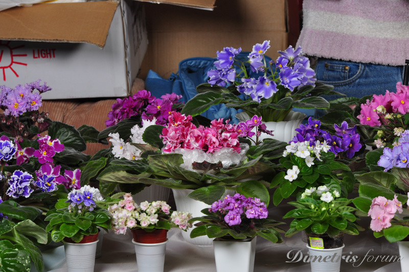 DSC_1558.jpg