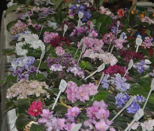 DSC_7044.JPG