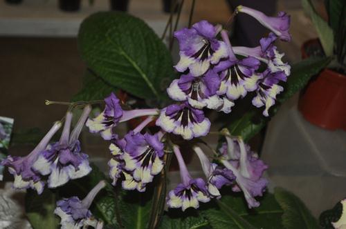 DSC_7074.JPG