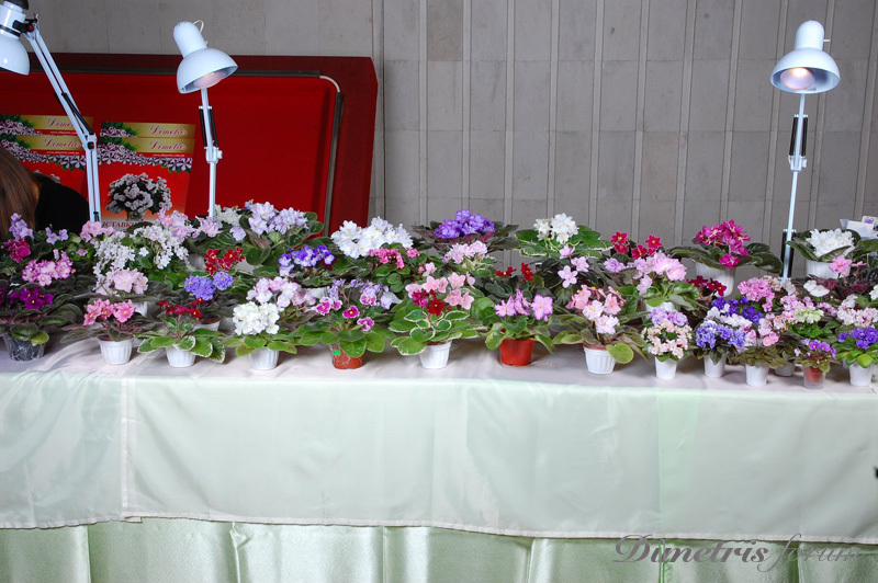 DSC_7516.jpg