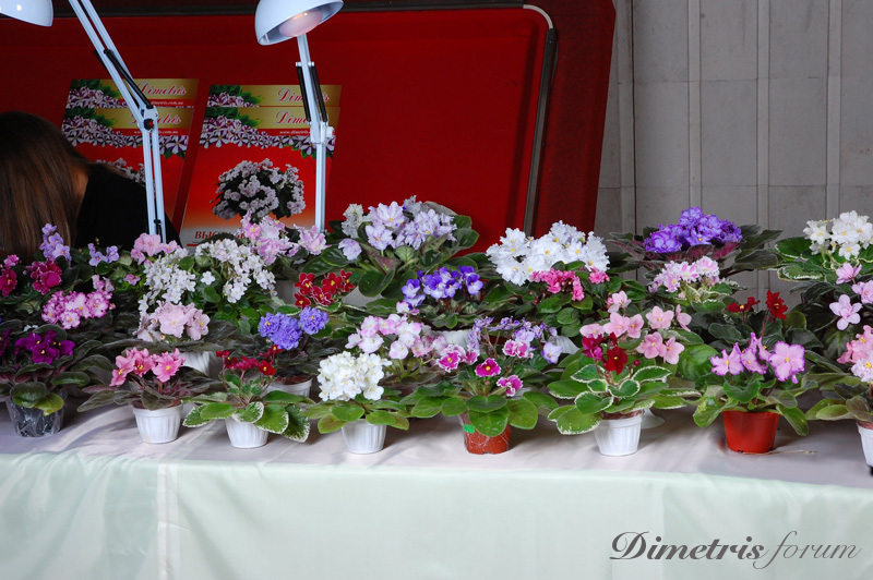 DSC_7517.jpg