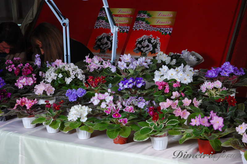 DSC_7521.jpg
