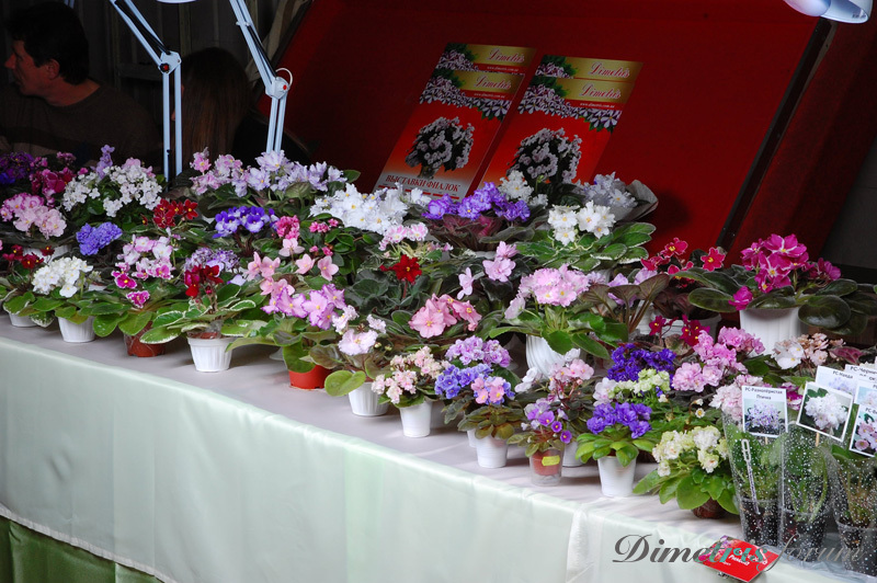 DSC_7523.jpg