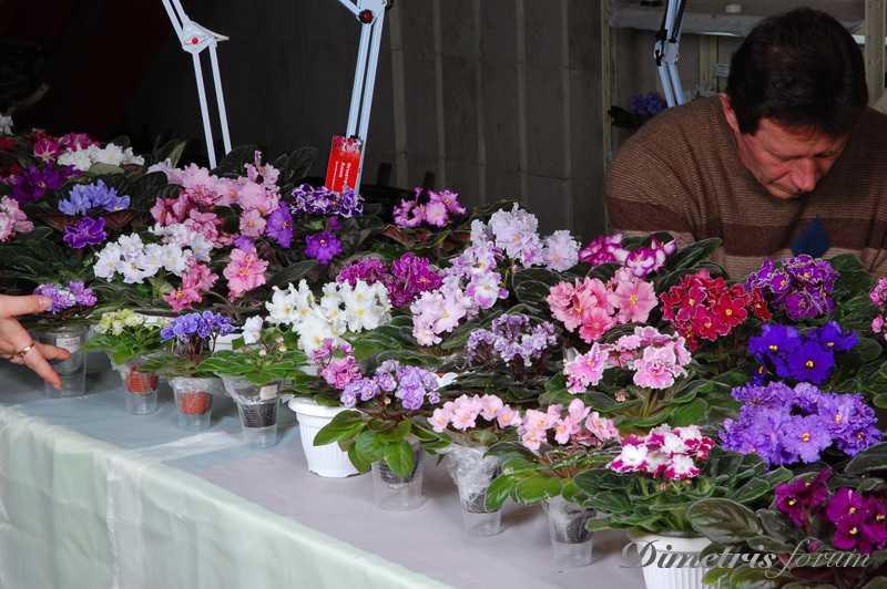 DSC_7526.jpg