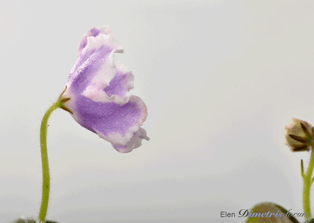 DSC_9287.gif