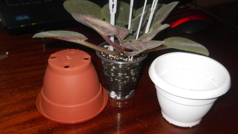 DSCF1503.JPG