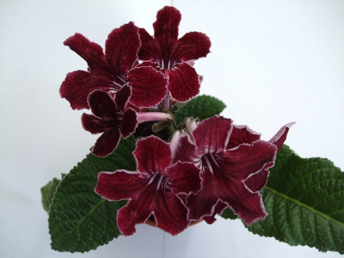 DSCF2651.JPG