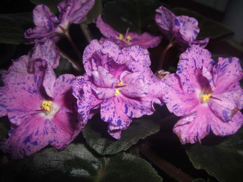DSCF4761.JPG