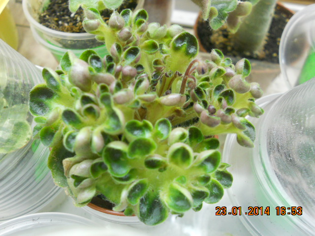 DSCN0098  С бутоном  Pizza Pizzicato.jpg