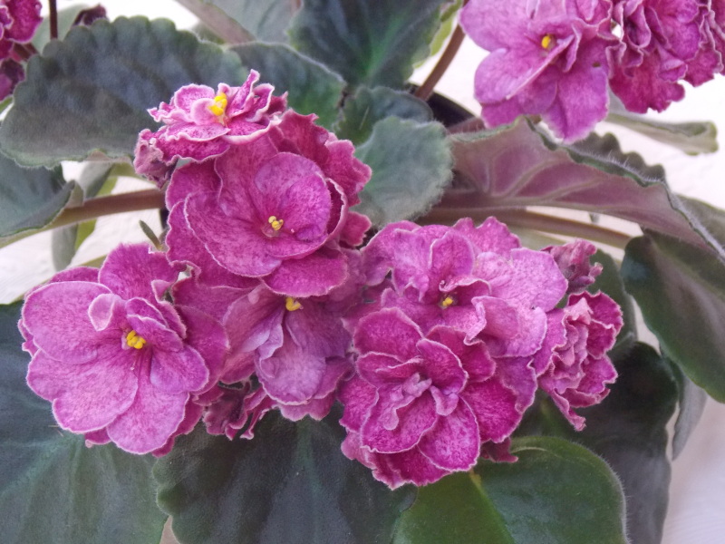 DSCN0403.jpg
