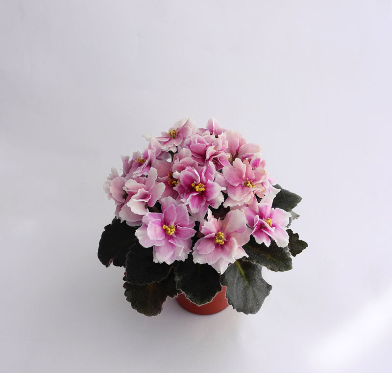 DSCN1752ф.jpg