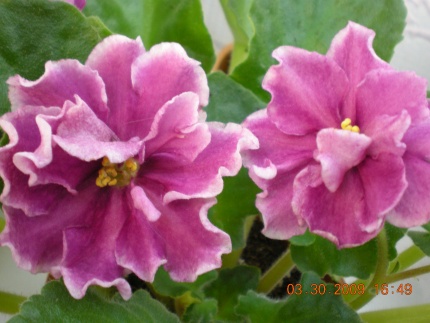 DSCN1806.jpg