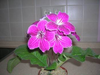 DSCN2035.jpg