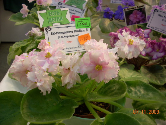 DSCN2884.jpg