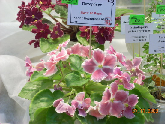 DSCN2889.jpg
