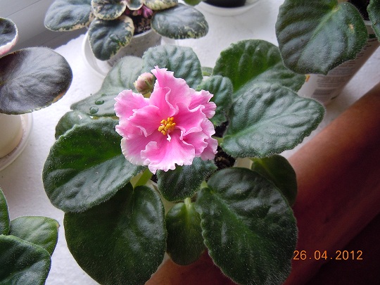 DSCN3073.JPG