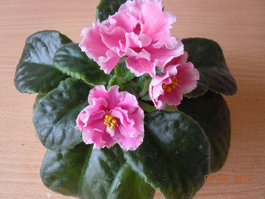 DSCN3158.JPG