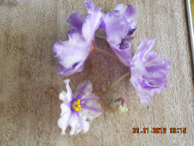 DSCN5478 Колесо фортуны обрезанные цветы.jpg