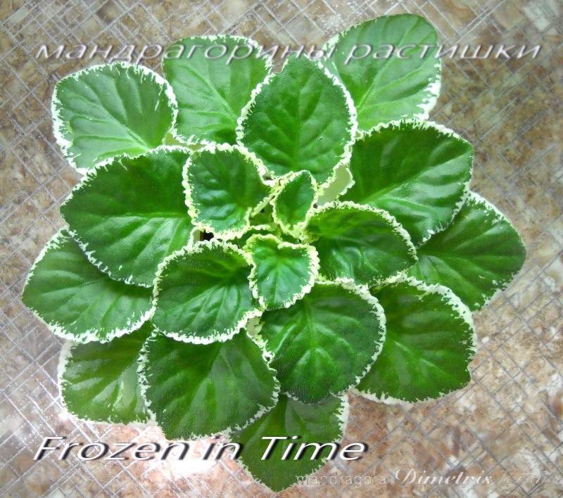 DSCN5528.JPG