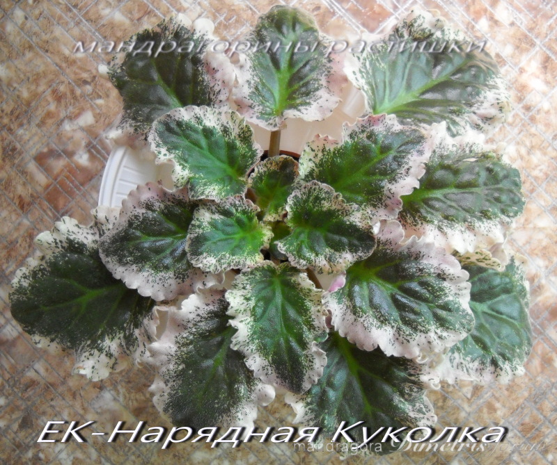 DSCN5538.JPG