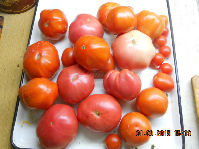 DSCN5641Томаты урожай 2015 год.JPG