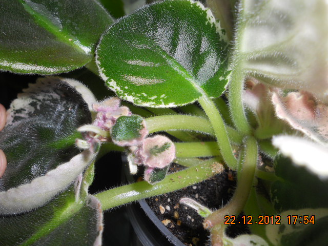 DSCN6004 Пасынки Колесо фортуны 1.jpg