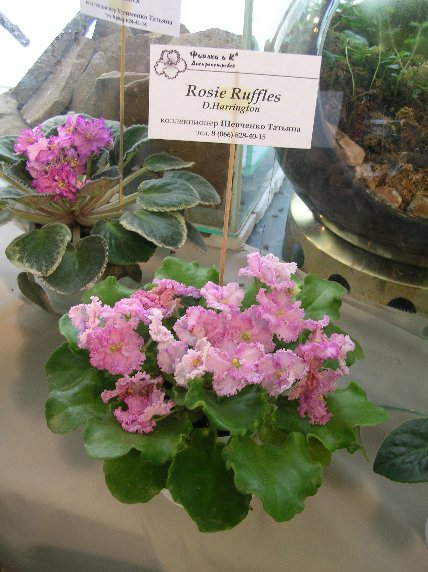 DSCN6377 - Rosie Ruffles (D. Harrington) -  _1_sm.jpg