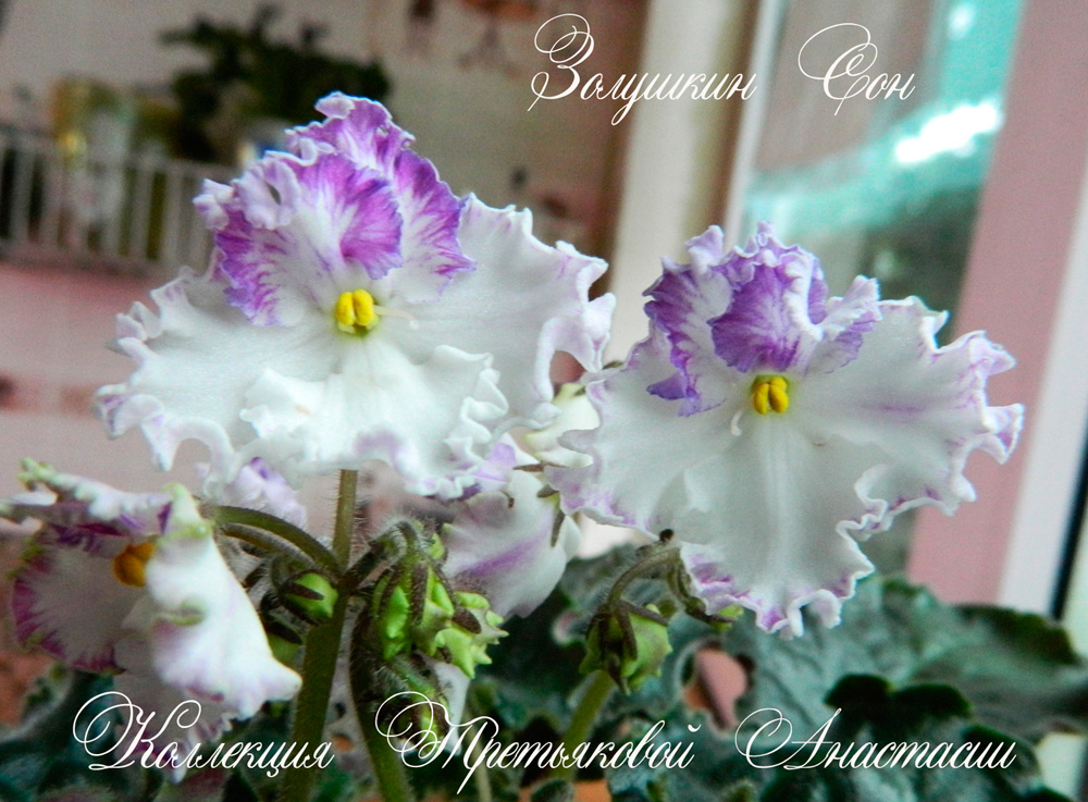 DSCN6497.jpg