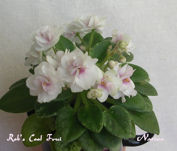 DSCN6742.JPG