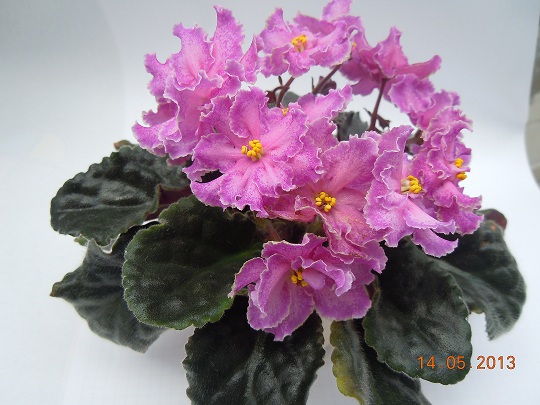 DSCN6766.JPG