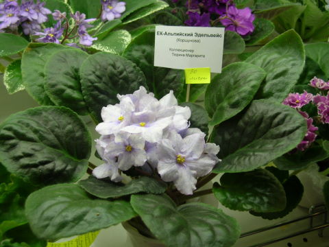 DSCN6824 - Ек-Альпийский Эдельвейс.jpg