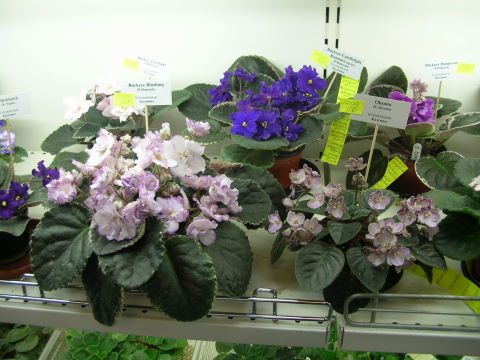 DSCN6838 - Buckeye Blushing и Oksana.jpg