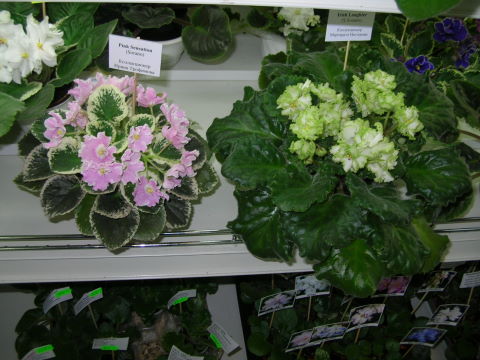 DSCN6840 - Pink Sensation и Irish Laughter.jpg